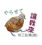 Taiwan wild bird series_3 by Gerald Her（個別スタンプ：11）