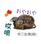 Taiwan wild bird series_3 by Gerald Her（個別スタンプ：12）