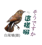 Taiwan wild bird series_3 by Gerald Her（個別スタンプ：13）