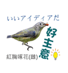 Taiwan wild bird series_3 by Gerald Her（個別スタンプ：17）