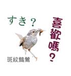 Taiwan wild bird series_3 by Gerald Her（個別スタンプ：21）