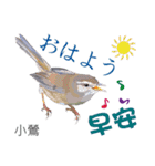 Taiwan wild bird series_3 by Gerald Her（個別スタンプ：22）