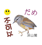 Taiwan wild bird series_3 by Gerald Her（個別スタンプ：23）