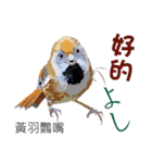 Taiwan wild bird series_3 by Gerald Her（個別スタンプ：27）