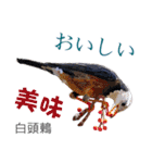 Taiwan wild bird series_3 by Gerald Her（個別スタンプ：32）