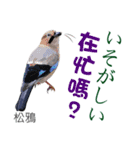 Taiwan wild bird series_3 by Gerald Her（個別スタンプ：35）