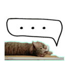 Numnim lazy cat！（個別スタンプ：1）