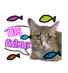 Numnim lazy cat！（個別スタンプ：2）