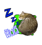 Numnim lazy cat！（個別スタンプ：4）