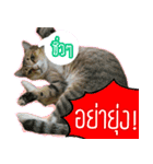 Numnim lazy cat！（個別スタンプ：5）