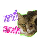 Numnim lazy cat！（個別スタンプ：6）