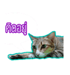 Numnim lazy cat！（個別スタンプ：8）