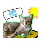 Numnim lazy cat！（個別スタンプ：9）