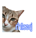 Numnim lazy cat！（個別スタンプ：10）