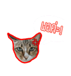 Numnim lazy cat！（個別スタンプ：11）
