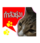 Numnim lazy cat！（個別スタンプ：15）