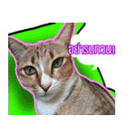 Numnim lazy cat！（個別スタンプ：16）
