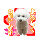 保護犬のわんこ5（個別スタンプ：3）