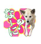 保護犬のわんこ5（個別スタンプ：12）