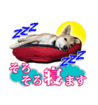 保護犬のわんこ5（個別スタンプ：17）