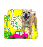 保護犬のわんこ5（個別スタンプ：19）