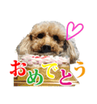 保護犬のわんこ5（個別スタンプ：20）