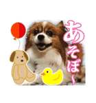 保護犬のわんこ5（個別スタンプ：24）