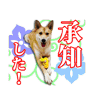 保護犬のわんこ5（個別スタンプ：25）