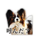 KUKUNA feat. RAMUNE（個別スタンプ：24）