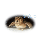 日常ぱる君（ふくろう）（個別スタンプ：7）