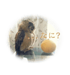 日常ぱる君（ふくろう）（個別スタンプ：12）