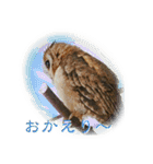 日常ぱる君（ふくろう）（個別スタンプ：18）