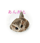 日常ぱる君（ふくろう）（個別スタンプ：19）