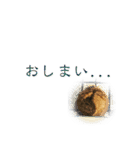日常ぱる君（ふくろう）（個別スタンプ：24）