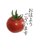 トマトの写真スタンプ（個別スタンプ：1）