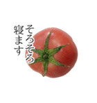 トマトの写真スタンプ（個別スタンプ：5）