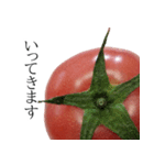 トマトの写真スタンプ（個別スタンプ：7）