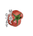 トマトの写真スタンプ（個別スタンプ：10）