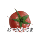 トマトの写真スタンプ（個別スタンプ：16）