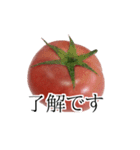 トマトの写真スタンプ（個別スタンプ：23）