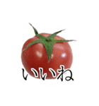 トマトの写真スタンプ（個別スタンプ：28）