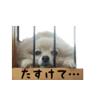 ポメラニアンこのはの日常1（個別スタンプ：2）