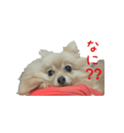 ポメラニアンこのはの日常1（個別スタンプ：3）