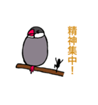 文鳥と小さくなった飼い主（個別スタンプ：21）