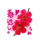 バラ、梅、桜、菜の花、たんぽぽの写真・改（個別スタンプ：26）