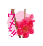 バラ、梅、桜、菜の花、たんぽぽの写真・改（個別スタンプ：27）