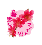 バラ、梅、桜、菜の花、たんぽぽの写真・改（個別スタンプ：28）