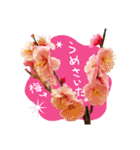 バラ、梅、桜、菜の花、たんぽぽの写真・改（個別スタンプ：29）