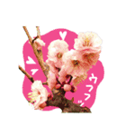 バラ、梅、桜、菜の花、たんぽぽの写真・改（個別スタンプ：30）