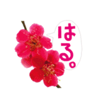 バラ、梅、桜、菜の花、たんぽぽの写真・改（個別スタンプ：32）